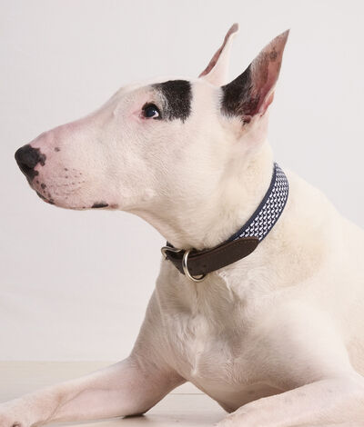 Vineyard Vines Micro Whale Leather Canvas Club Dog Collar (Nautical Navy) (Size: M)