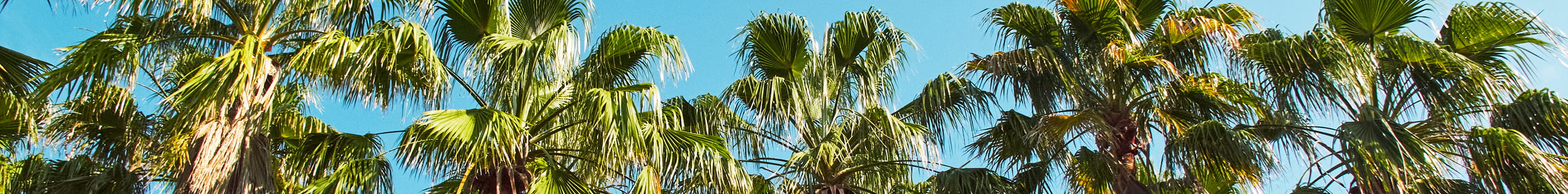 spring break mood header