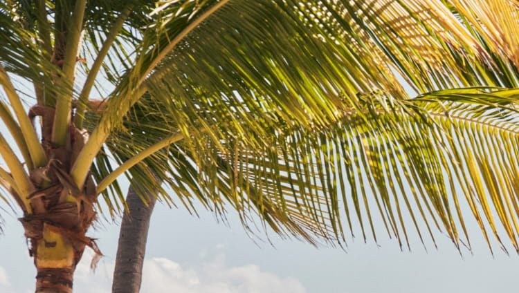 Vineyard Vines Promo Banner