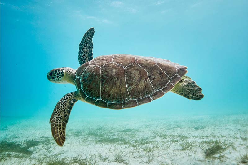 turtle underwater