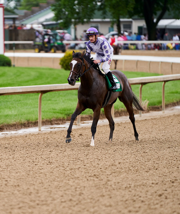horse and jockey at the Kentucky Derby
