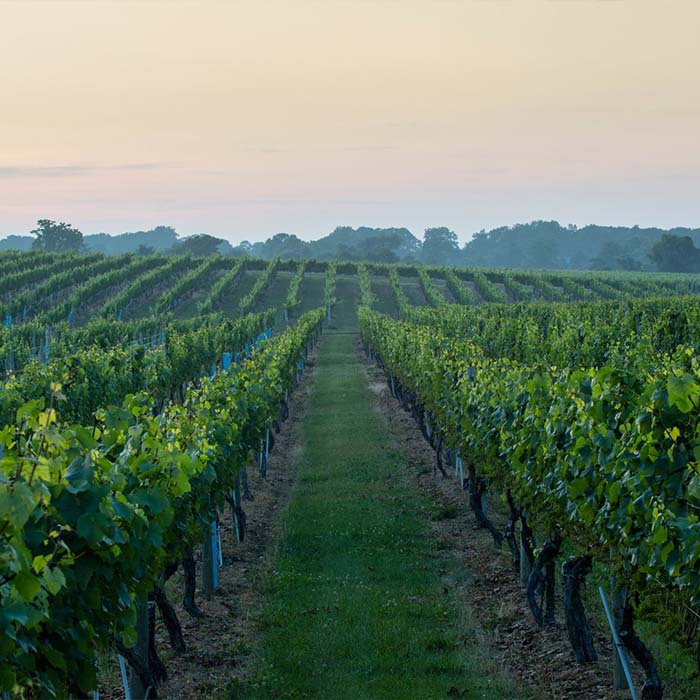 Wölffer Estate Vineyard